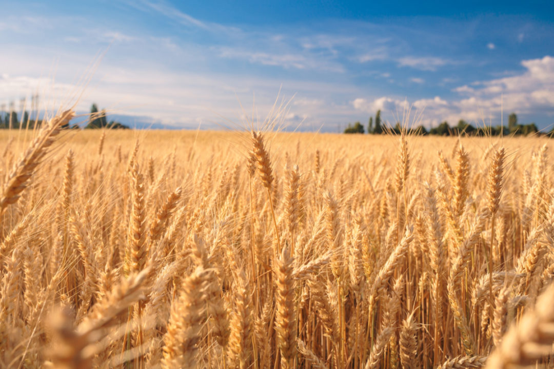 WheatField Lead
